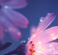 Adolia X Anton & Willem